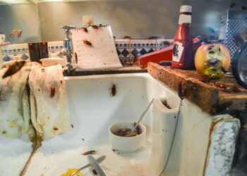 De ce gândacii de bucătărie apar mai des vara