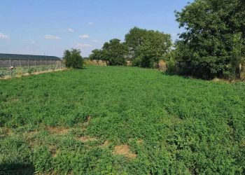 Bistrița Nouă – liniște și frumusețe rurală